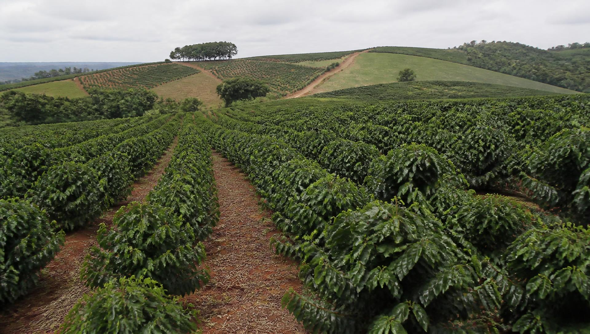 Lavoura de café em encostas de Minas Gerais sob céu nublado